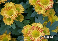 菊花为什么在秋季开花 菊花是春季开花吗