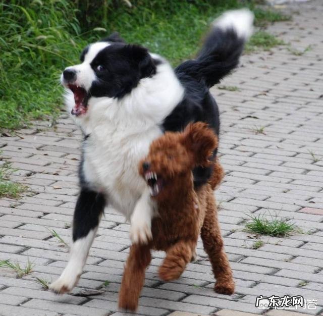 边牧可以和其他狗一起养吗 为什么边牧不爱跟别的狗一起玩呢
