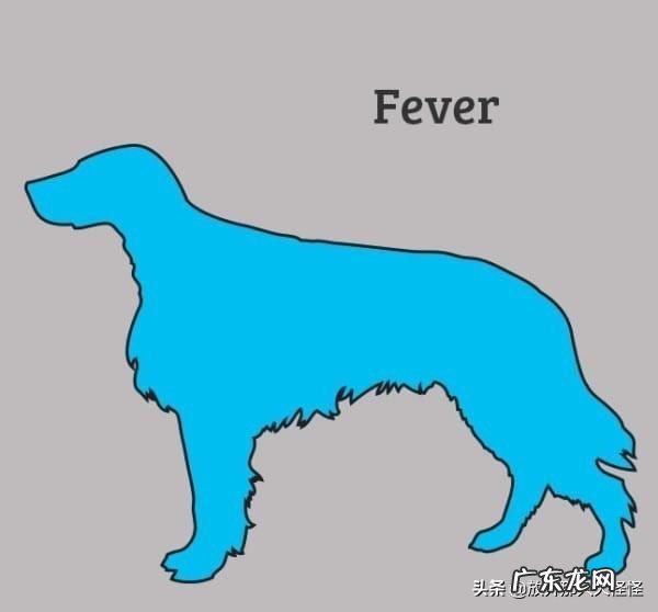 狗狗不舒服的症状 如何判断狗狗身体不舒服