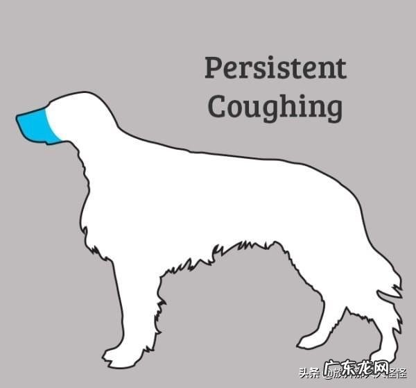 狗狗不舒服的症状 如何判断狗狗身体不舒服