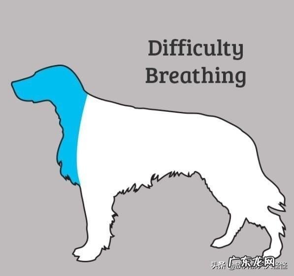 狗狗不舒服的症状 如何判断狗狗身体不舒服