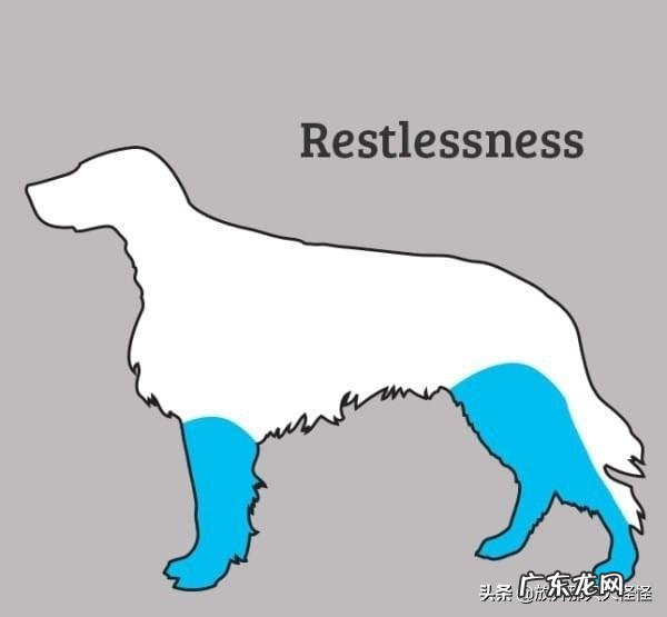 狗狗不舒服的症状 如何判断狗狗身体不舒服