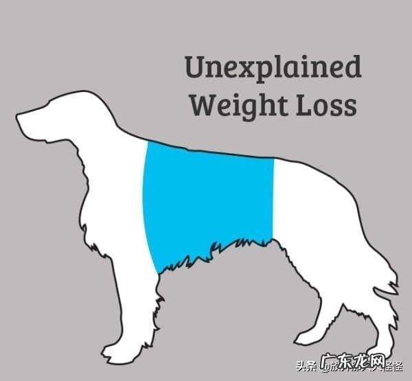 狗狗不舒服的症状 如何判断狗狗身体不舒服