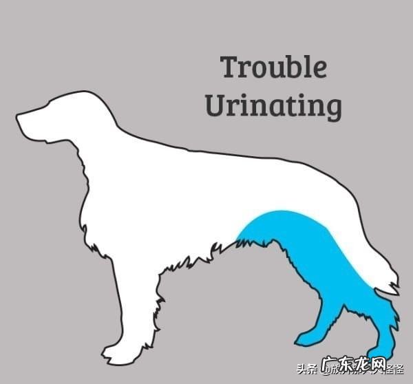 狗狗不舒服的症状 如何判断狗狗身体不舒服