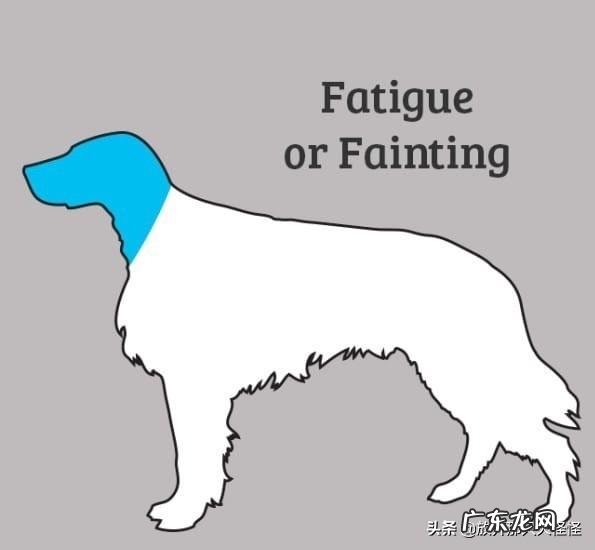 狗狗不舒服的症状 如何判断狗狗身体不舒服