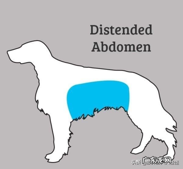 狗狗不舒服的症状 如何判断狗狗身体不舒服