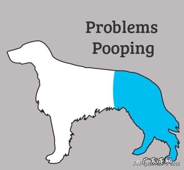 狗狗不舒服的症状 如何判断狗狗身体不舒服