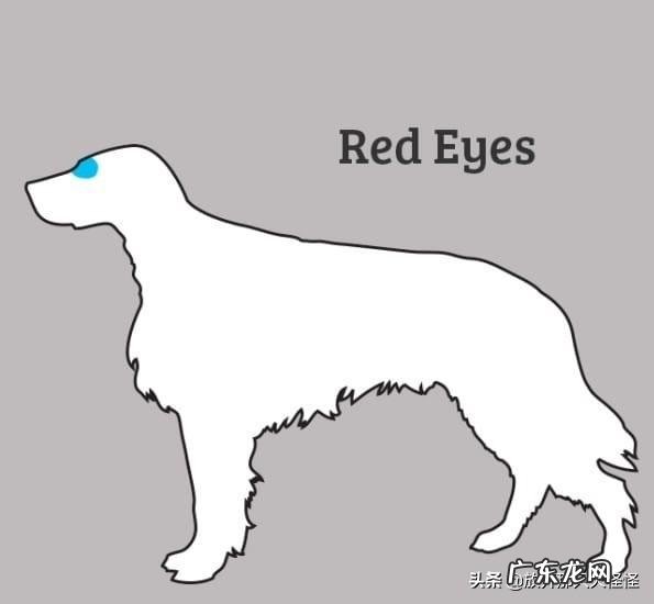 狗狗不舒服的症状 如何判断狗狗身体不舒服