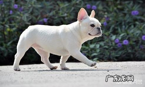 斗牛犬最大的缺点 斗牛犬有什么特点