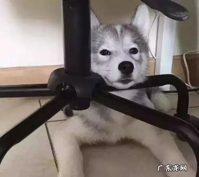 狗会不会被另外一条狗带坏