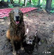 狗会不会被另外一条狗带坏