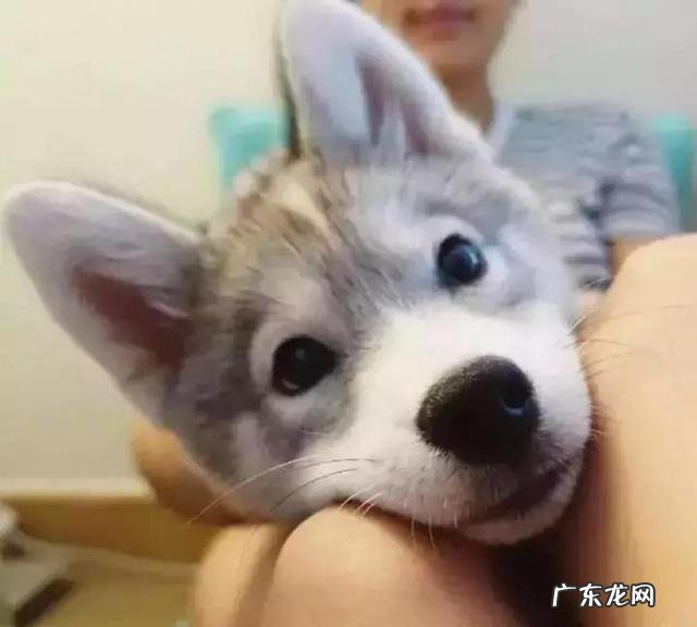 狗会不会被另外一条狗带坏