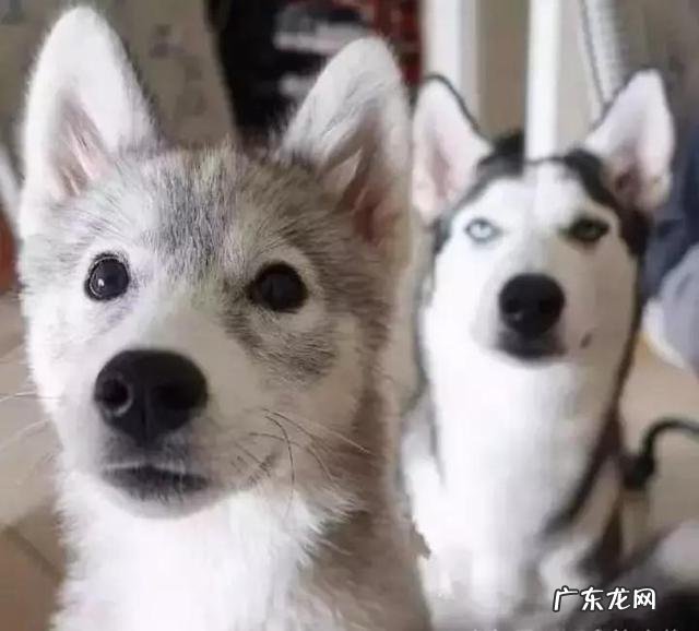 狗会不会被另外一条狗带坏