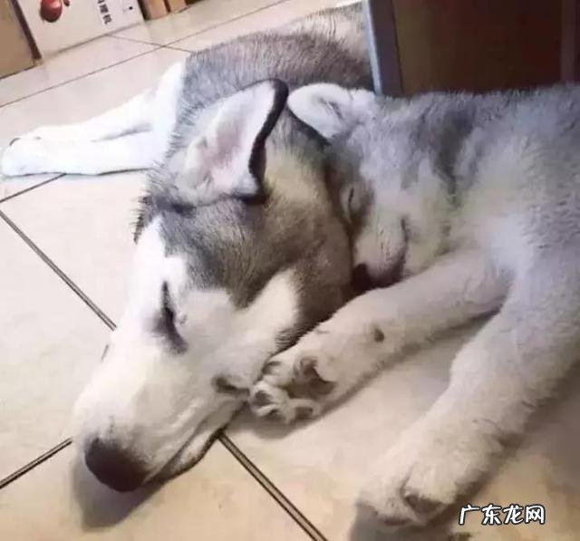 狗会不会被另外一条狗带坏