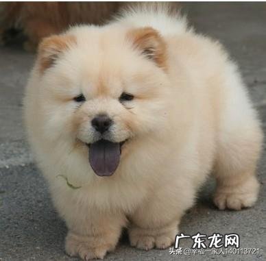 土狗在城市里面养要注意什么 农村喂的土狗它平时靠什么记路