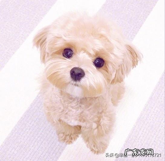 土狗在城市里面养要注意什么 农村喂的土狗它平时靠什么记路