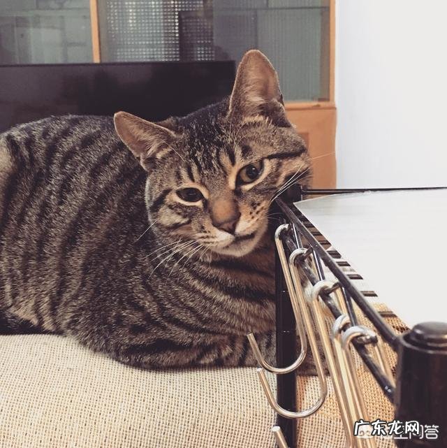 宠物猫对主人有感情吗 猫对主人到底有没有感情
