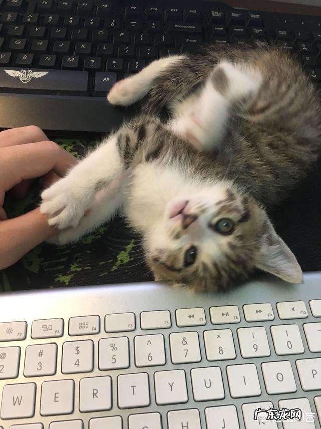 宠物猫对主人有感情吗 猫对主人到底有没有感情