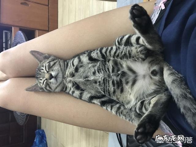 宠物猫对主人有感情吗 猫对主人到底有没有感情