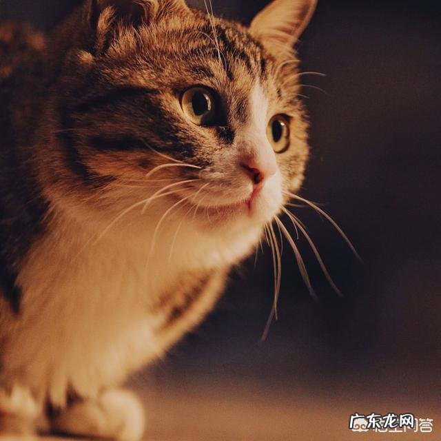 宠物猫对主人有感情吗 猫对主人到底有没有感情