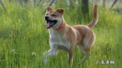 土狗为什么不适合当宠物犬 把宠物狗当作土狗养会怎么样