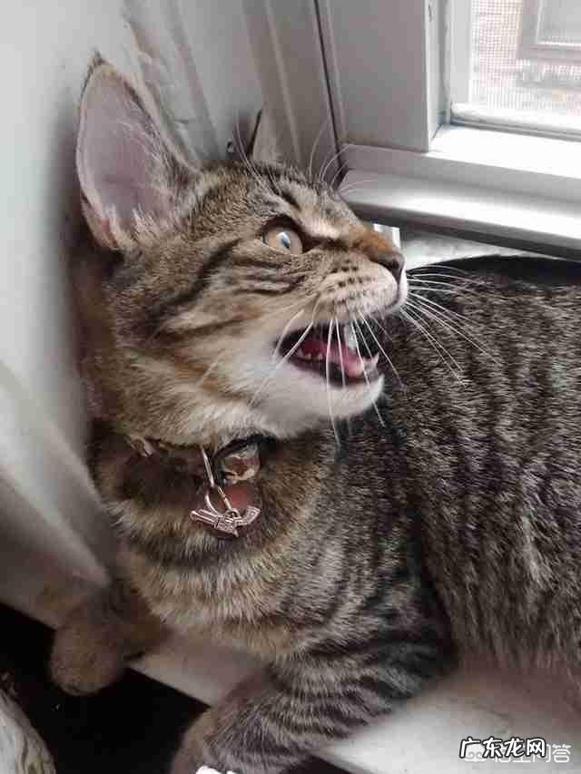 猫见到鸟,为什么嘴一直抖 猫咪在看见鸟的时候,嘴里会叨叨个不停是什么意思呢