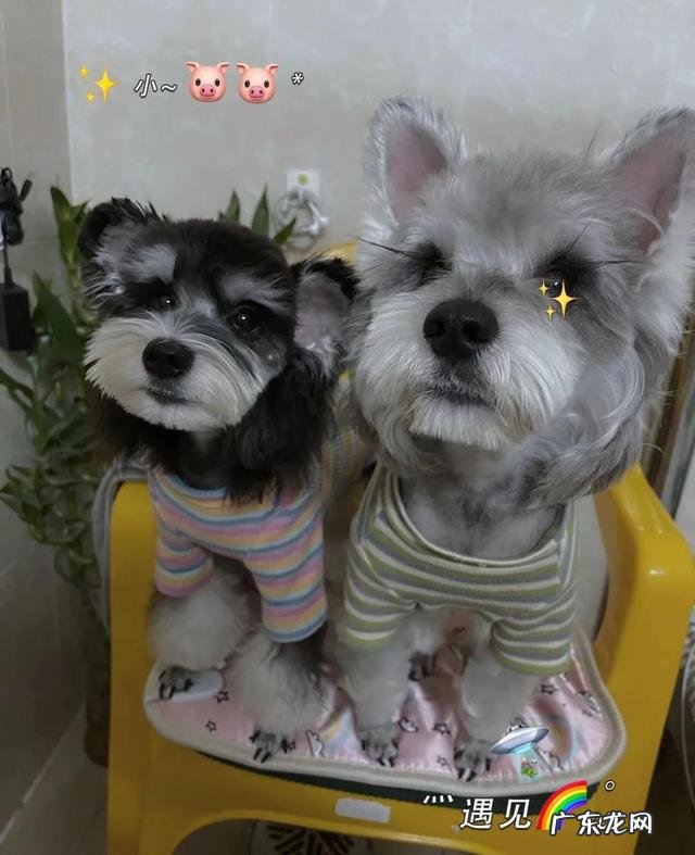 如何让狗狗感觉到你爱他 哪一个瞬间,会让你觉得狗狗爱你