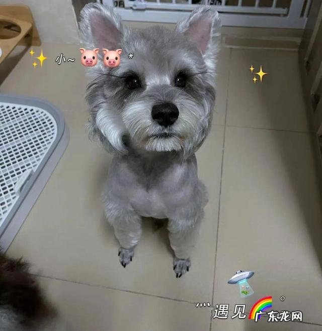 如何让狗狗感觉到你爱他 哪一个瞬间,会让你觉得狗狗爱你