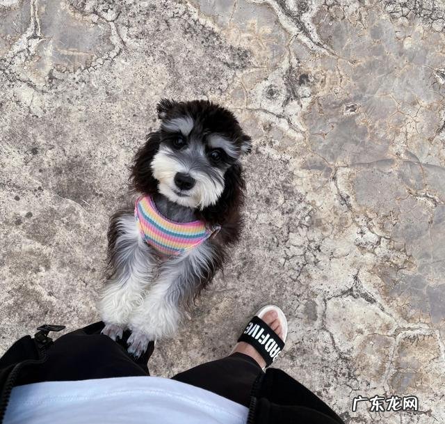 如何让狗狗感觉到你爱他 哪一个瞬间,会让你觉得狗狗爱你