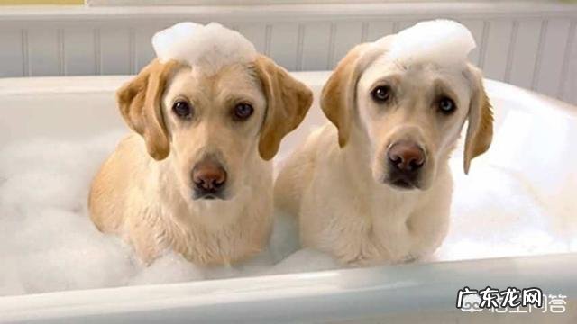 搂着狗狗睡觉的好处 睡觉时有狗狗陪伴，有什么好处