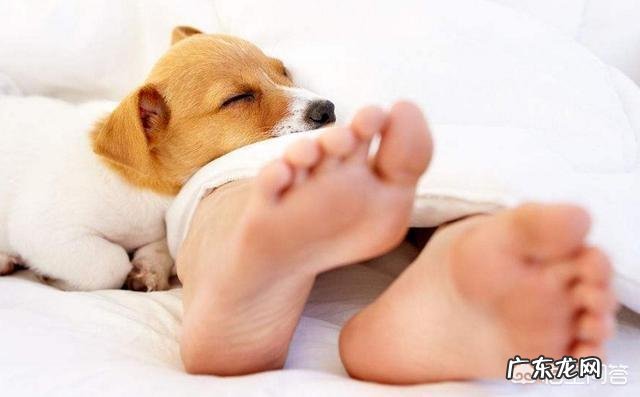 搂着狗狗睡觉的好处 睡觉时有狗狗陪伴，有什么好处