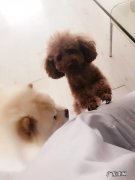 贵宾犬好养吗? 松狮犬和贵宾犬一起养可以吗
