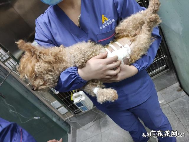 狗狗到底是做绝育好还是不做好 狗狗到底该不该做绝育呀,心疼但是又想让它健康,我好纠结