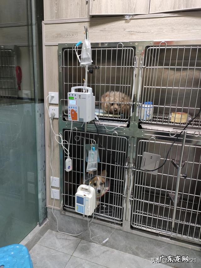 狗狗到底是做绝育好还是不做好 狗狗到底该不该做绝育呀,心疼但是又想让它健康,我好纠结
