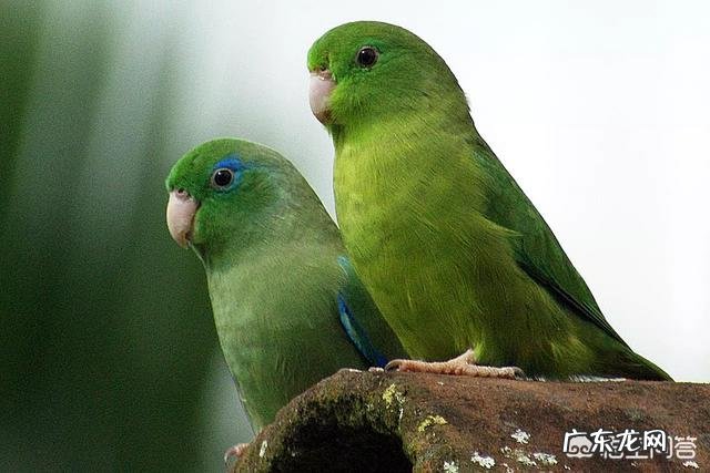 网上买鹦鹉能养活吗 市场上有哪些鹦鹉可以购买家养