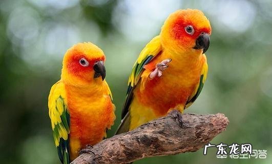 网上买鹦鹉能养活吗 市场上有哪些鹦鹉可以购买家养