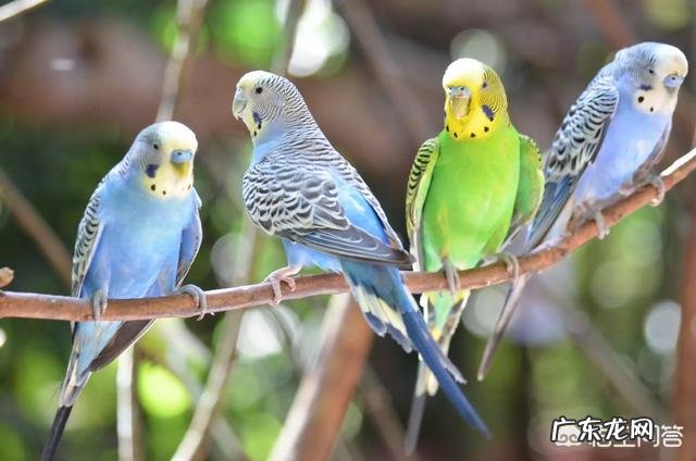 网上买鹦鹉能养活吗 市场上有哪些鹦鹉可以购买家养