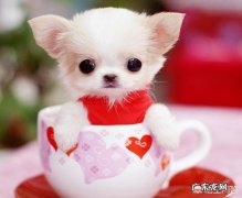 茶杯犬是怎样形成的就知道了 茶杯犬到底是怎么来的