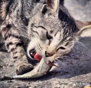 猫吃鱼为啥不会被鱼刺卡住 猫吃鱼为什么不会被鱼刺卡住嗓子