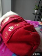 宠物猫能听懂人说话吗 想问，对宠物说话，它能听懂吗