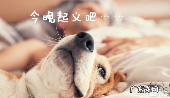 主人在睡觉狗狗一直看着 为什么狗在主人睡觉时,非要死死盯着看