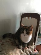 养一只猫是什么体验 养猫是什么体验