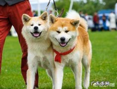 秋田犬市场价 秋田犬价格为什么那么昂贵