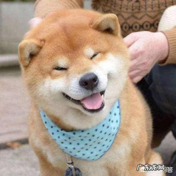 秋田犬市场价 秋田犬价格为什么那么昂贵