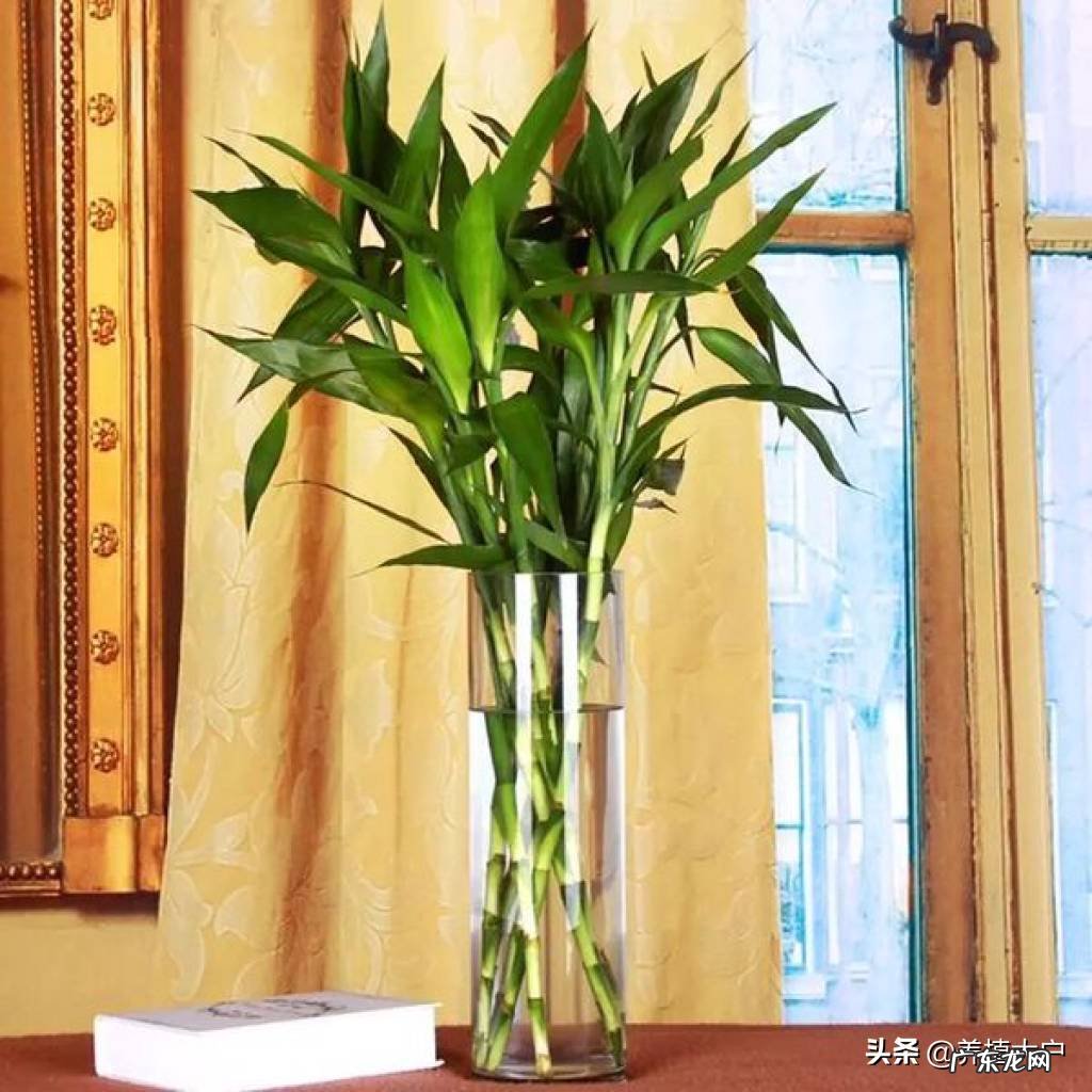 房子坐北朝南东边能种竹子吗 东南方位风水放竹子好吗