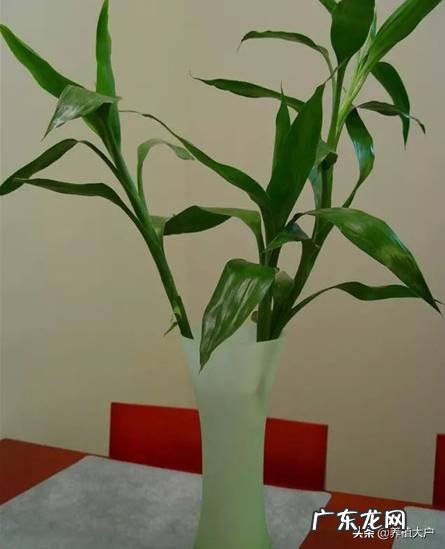 房子坐北朝南东边能种竹子吗 东南方位风水放竹子好吗