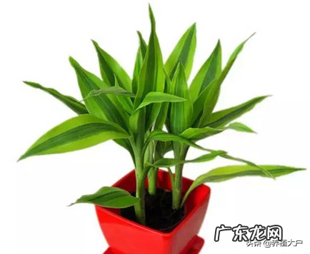 房子坐北朝南东边能种竹子吗 东南方位风水放竹子好吗