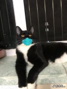 养猫的坏处有多少 养猫被公认的主要缺点是什么