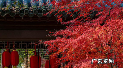 香山红叶什么时间最红2020 今年香山红叶什么时候看2021