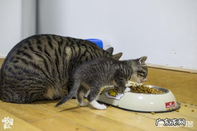 我家猫不吃鱼怎么办 猫不吃鱼怎么办